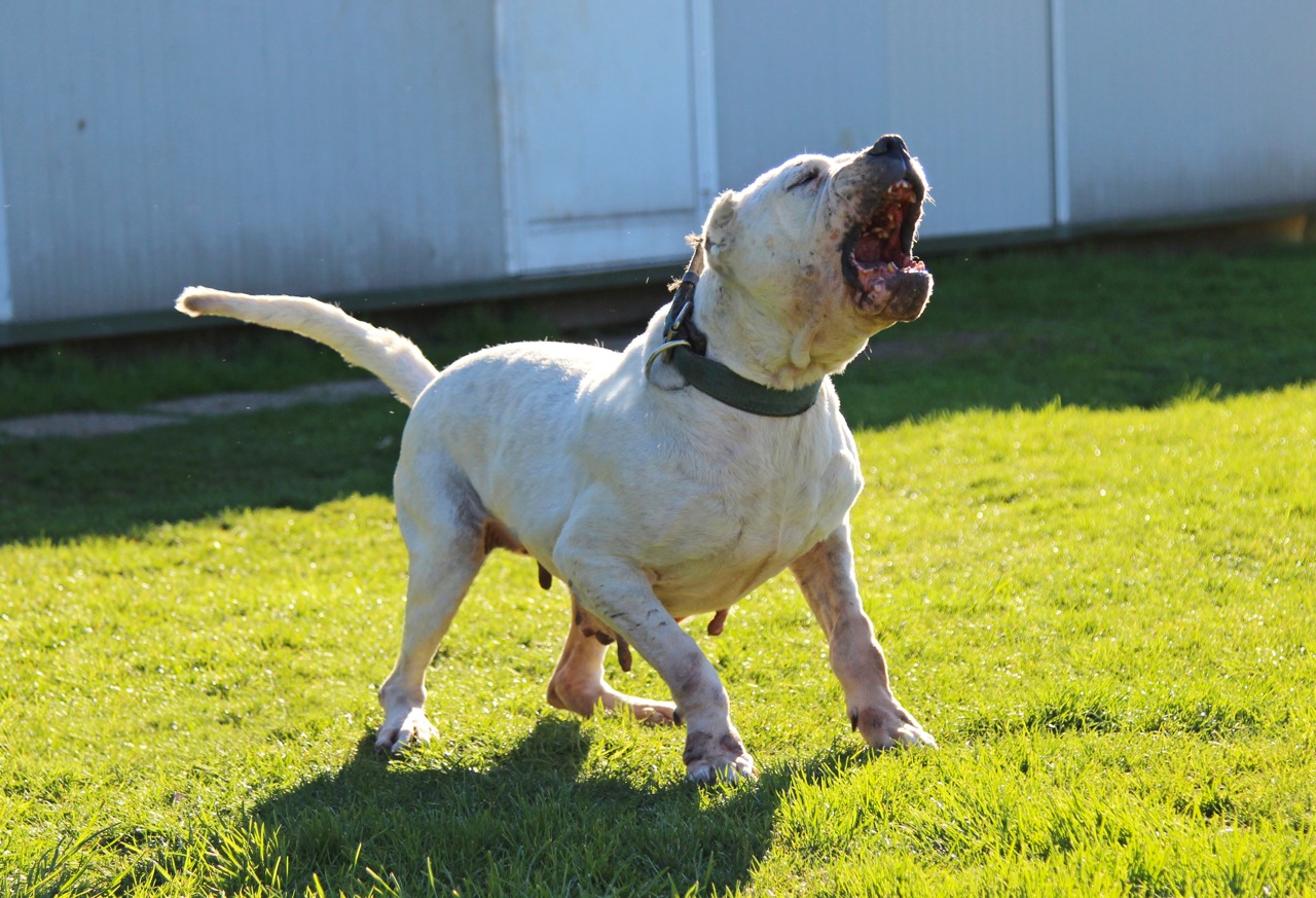 Julia del Picadero (Oquito X Fiesta)