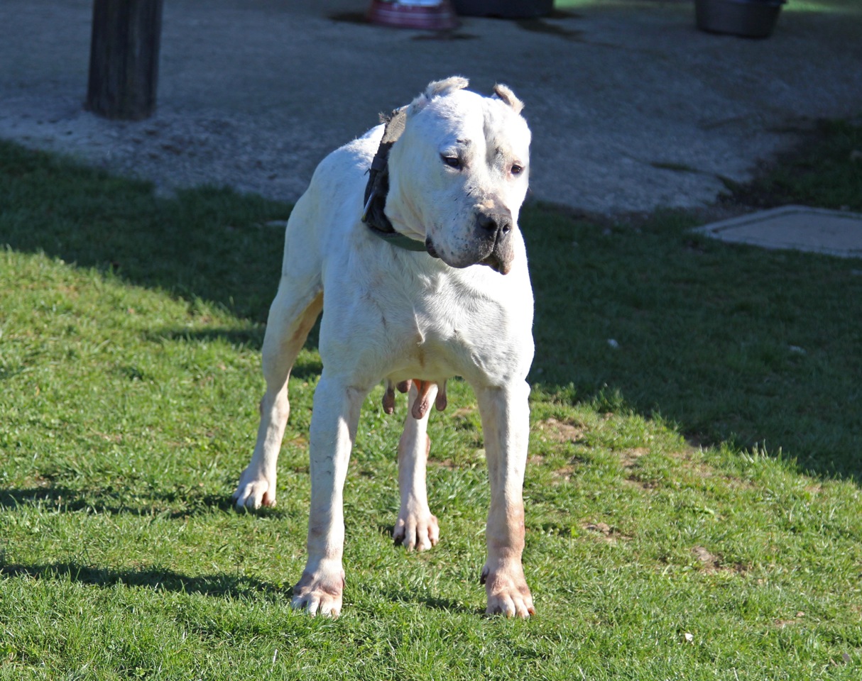 Julia del Picadero (Oquito X Fiesta)