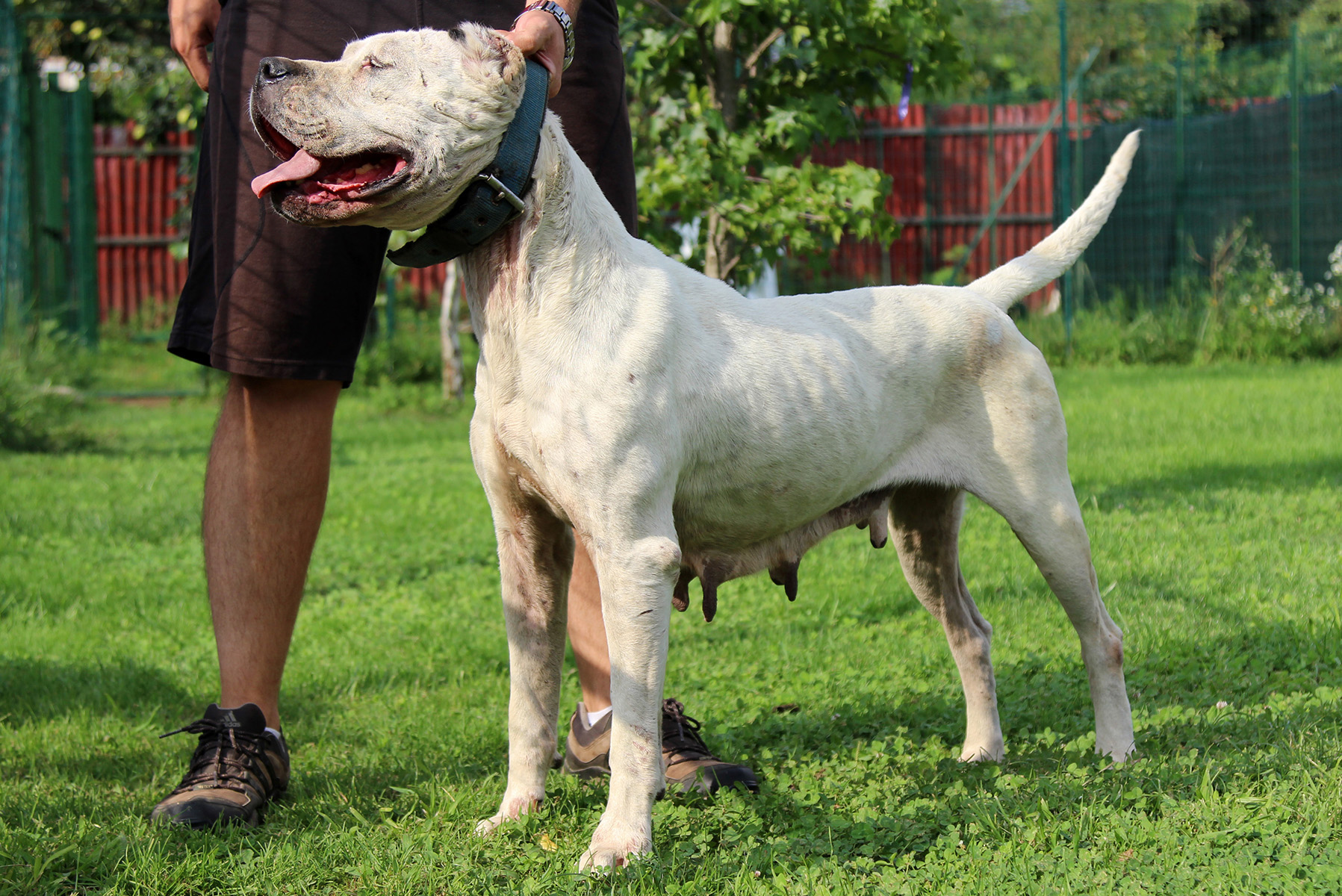 Julia del Picadero (Oquito X Fiesta)