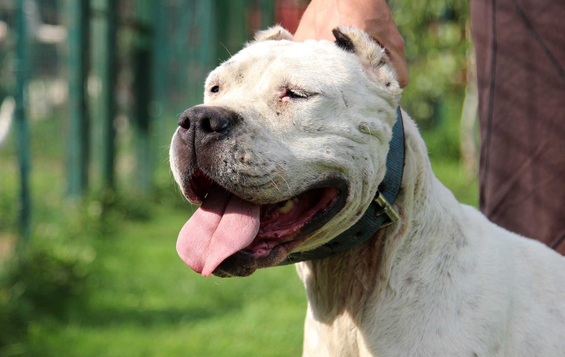 Julia del Picadero (Oquito X Fiesta)