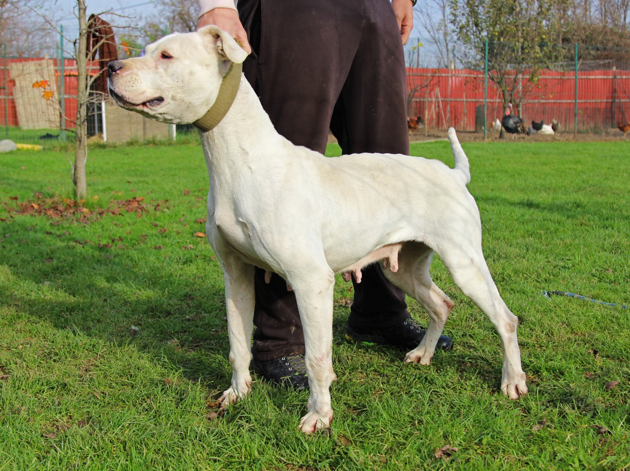Gitana del Picadero (Machaco del Talamochita x Claudia del Picadero)
