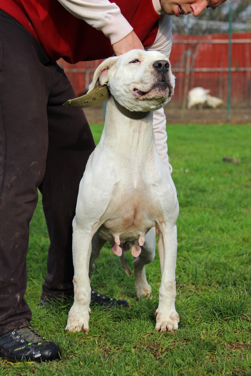 Gitana del Picadero (Machaco del Talamochita x Claudia del Picadero)