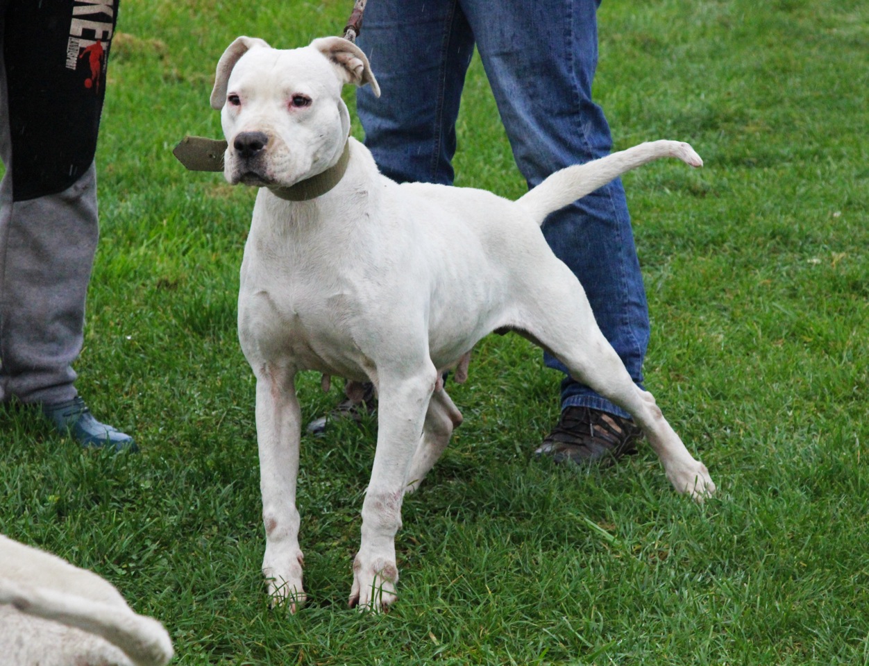 Gitana del Picadero (Machaco del Talamochita x Claudia del Picadero)