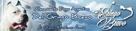 bannerinogringobravo