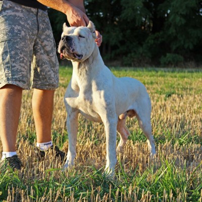 Falco Medalor de la Paco Cassa