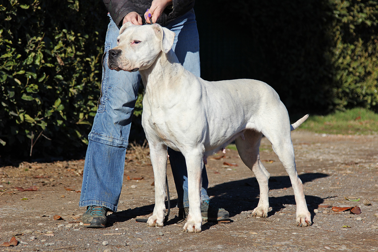 Criolla del Picadero (Tessio x Talca del Picadero)