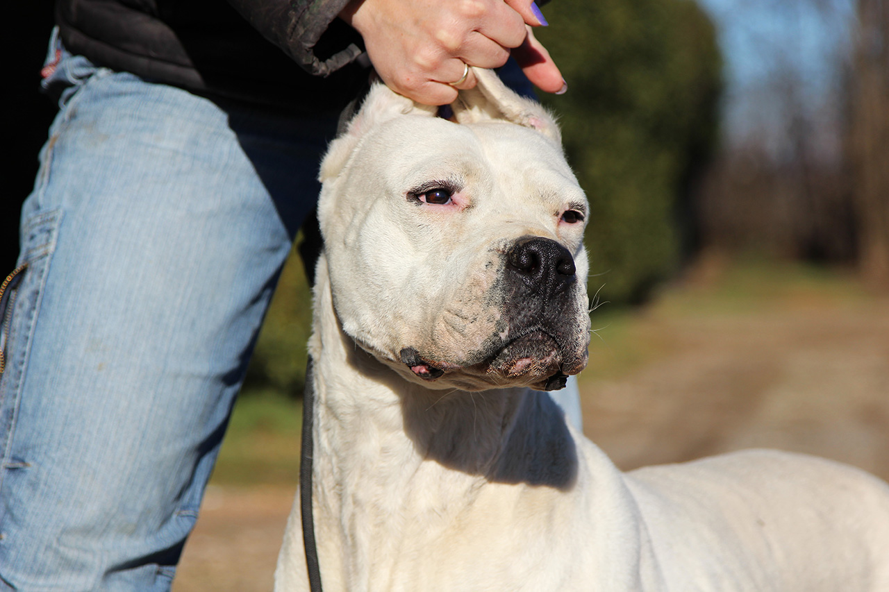 Criolla del Picadero (Tessio x Talca del Picadero)