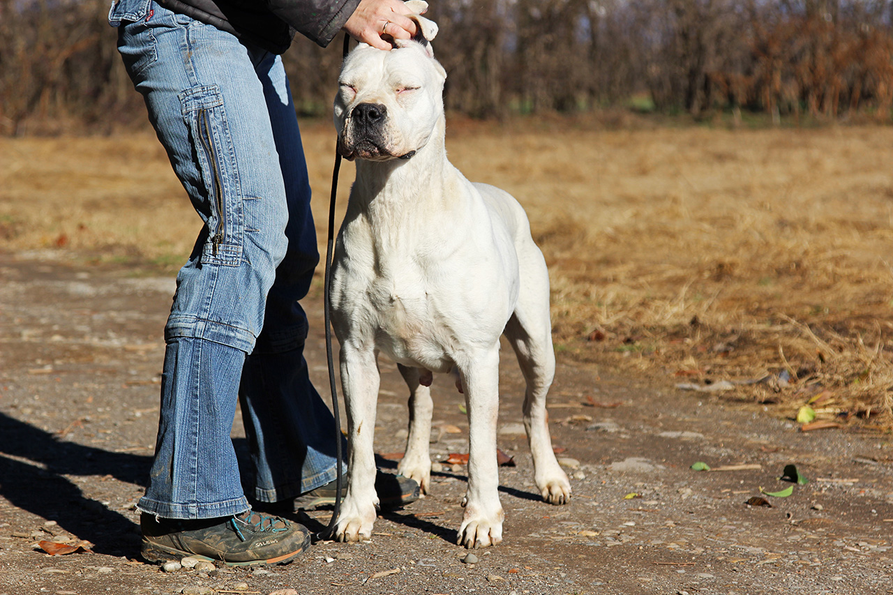 Criolla del Picadero (Tessio x Talca del Picadero)