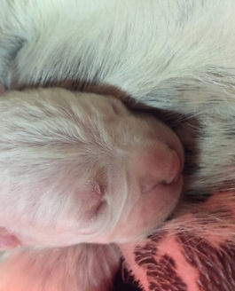 Cuccioli di Dogo Argentino disponibili