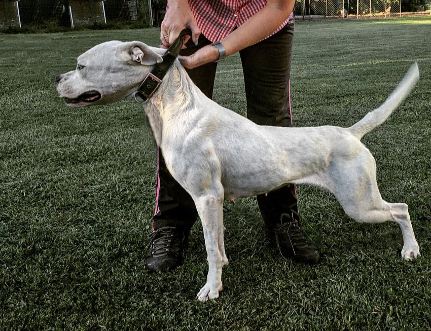 Cuba (Manso del Picadero X Paila del Picadero)