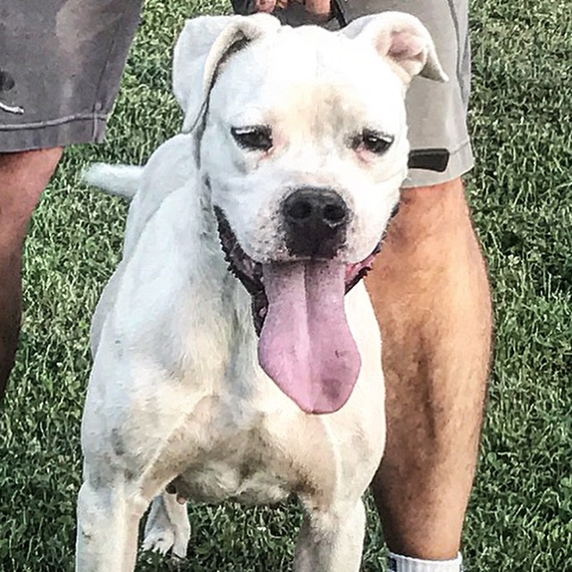 Cuba (Manso del Picadero X Paila del Picadero)