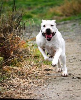 CAE 1 E PROVA DI RESISTENZA – 14 Aprile Casalvolone (NO)