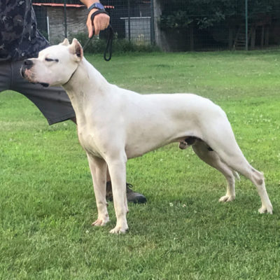 Cubano de el Polivalente