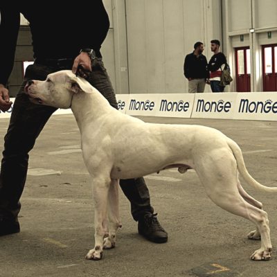 Augusto (Matematico X Alice del Picadero)