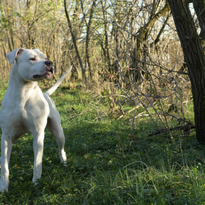 Augusto (Matematico X Alice del Picadero)