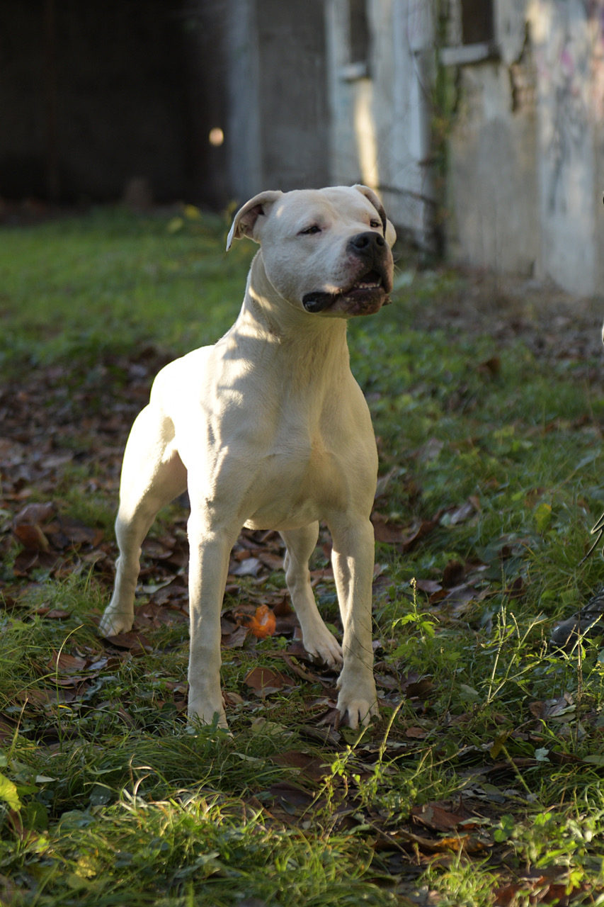 Alan de la Brancada (Matematico X Buena)